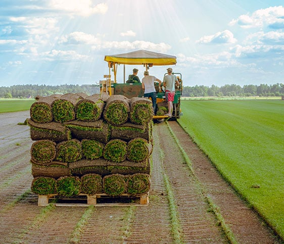 Rolls of Turf Stacked on a Pallet — Turf Laying & Supplies in Townsville, QLD