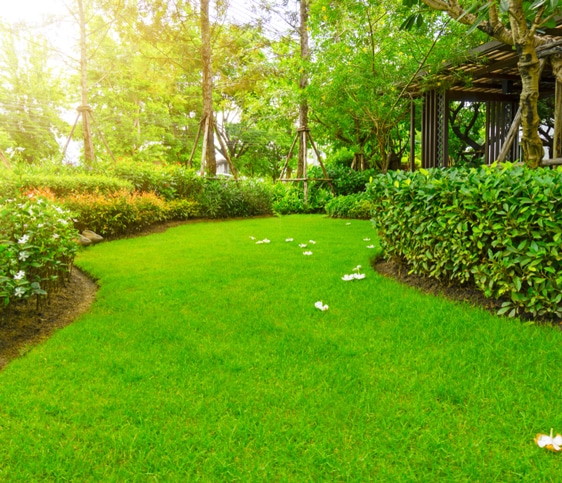 Zoysia Green Grass — Turf Laying & Supplies in Townsville, QLD