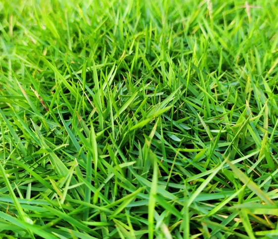 Close Up Zoysia Green Grass — Turf Laying & Supplies in Townsville, QLD