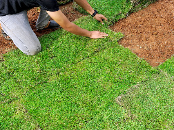 Fresh Turf Laying — Turf Laying & Supplies in Townsville, QLD